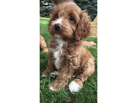 Maltipoo tüy dökmez koku yapmaz orjinal wc eğitim