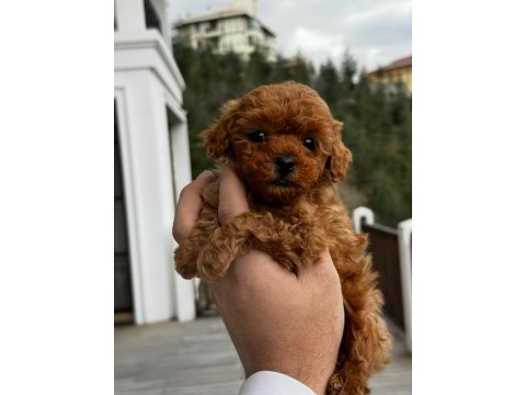2.5 kg geçmeyecek toy yavrular