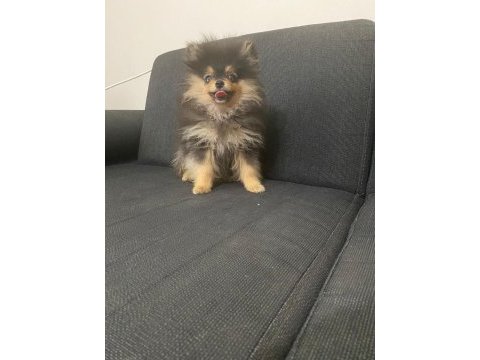 A kalite pomeranian yavru