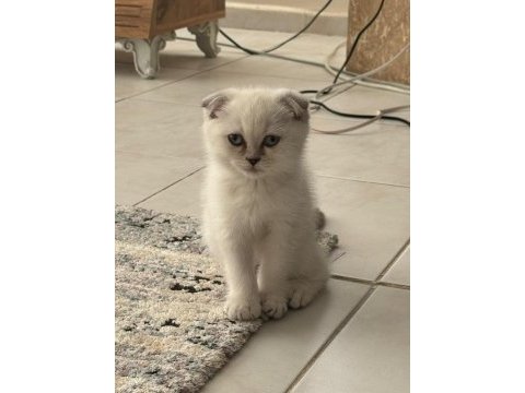 Scottish fold güzel yavrularımız