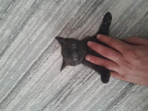 2ayliktir