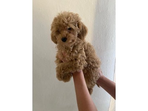 Maltipoo bebekler