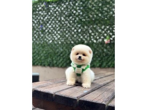 Dünya tatlısı pomeranian boo