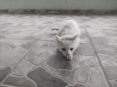 Ankara kedisi