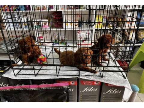 Toy poodle kırmızı bebekler
