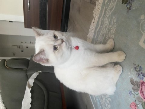 Harika bir british shorthair var