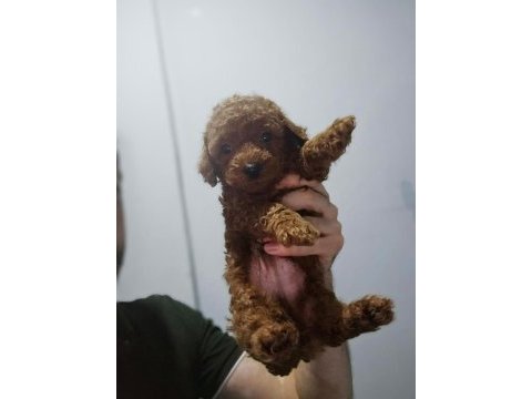 Ev doğumlu karamel poodle bebeklerim