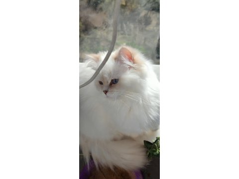 Blh golden point full şecereli british longhair