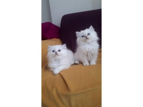 British longhair safkan disi erkek yavrularimiz