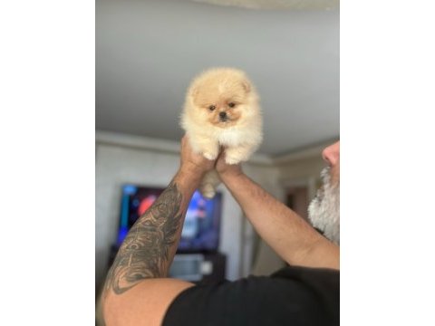 Bal gibi mini boy pomeranian ayıcık