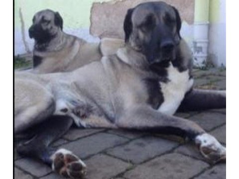 Sivas merkez kangal üretim çiftliği