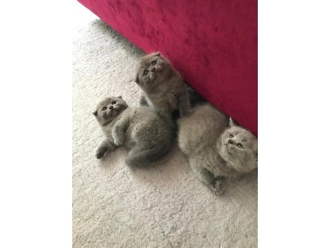 Scottish fold kız ve erkek son 2 yavru
