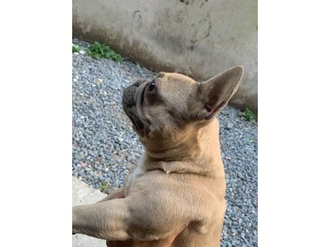 1 yaşında fransız bulldog