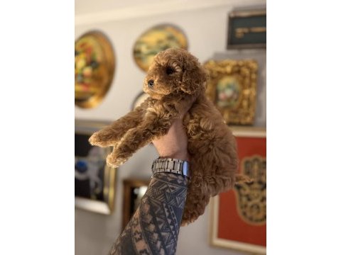 Orjinal toy poodle ırk garantili