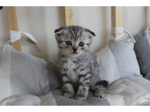 4 adet birbirinden güzel scottish fold yavruları