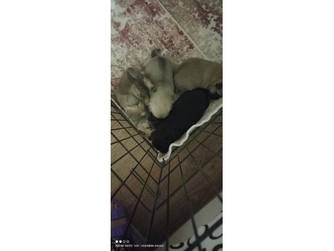 Sahiplendirmeye hazır pug bebekler