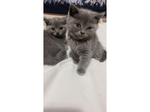 2 aylık 3 adet dişi britishshorthair