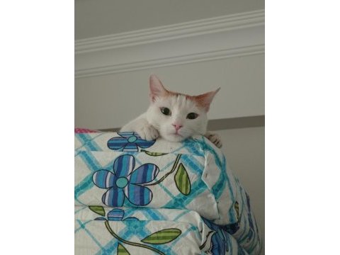 Kedim mia için sahiplendiriyorum