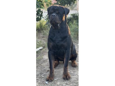 A şecere rottweiler