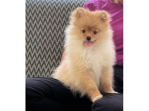 Pomeranian boo köpeğimiz