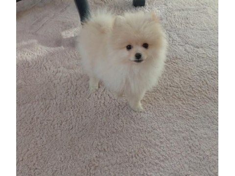 Pomeranian bebiş