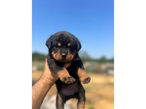 Anne baba şecereli rottweiler yavrular