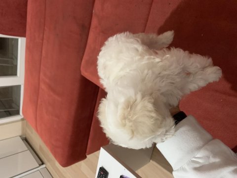 Bembeyaz çok akıllı terrier