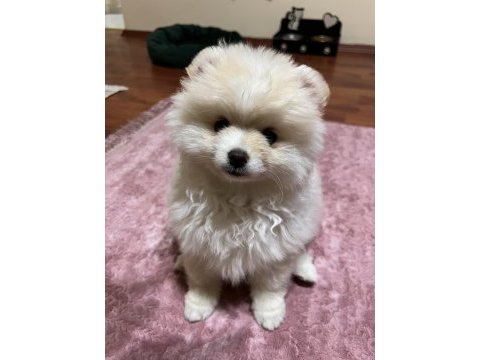 Ayı surat pomeranian boo