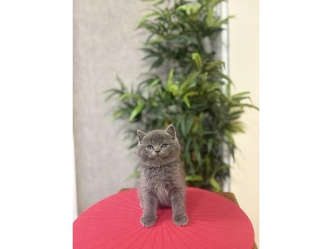 Bebek yüz british shorthair yavrular