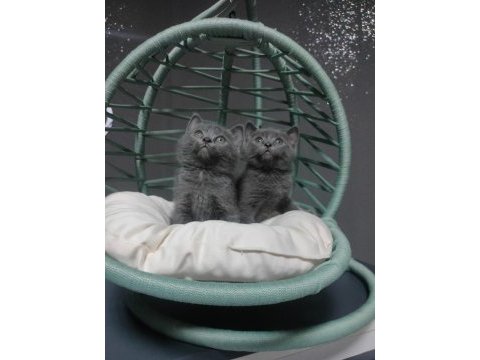 British shorthair erkek yavrularımız