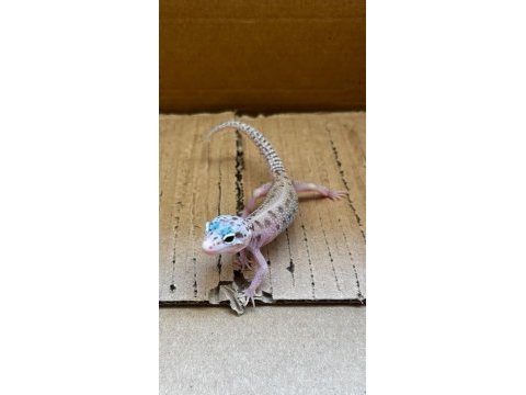 Her morph leopard gecko