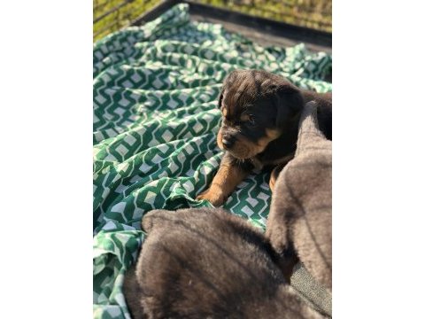 Türkiyenin göz bebeği diana rottweiler bebekleri