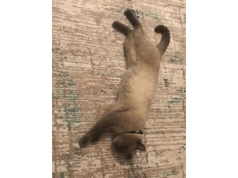 Siyam kedisi herşeyiyle verilecektir