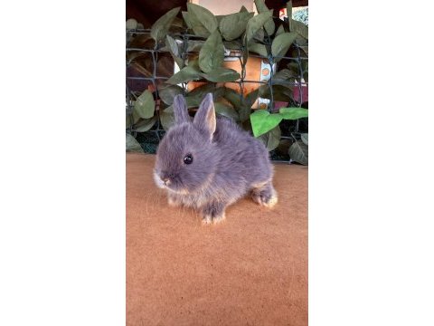 Hollanda lop ve cüce tavşan yavrularımız