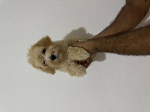 2 aylık yakışıklı maltipoo oğlumuz