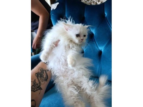 70 günlük british longhair