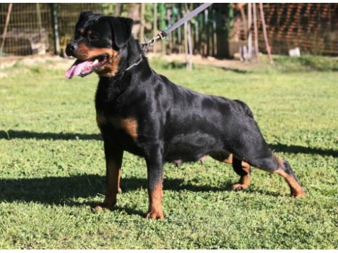 Şecereli safkan diş şampiyon yavrusu rottweiler