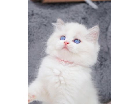 İpeksi tüylü silver british longhair 