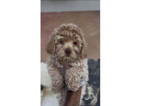 Özel maltipoo yavruları