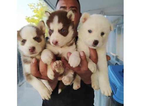Yakışıklı husky yavrular