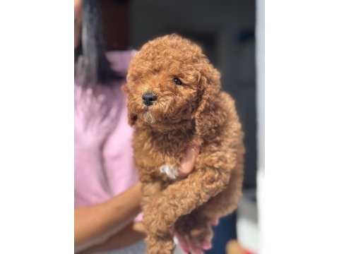 Mini boy toy poodle kızımız