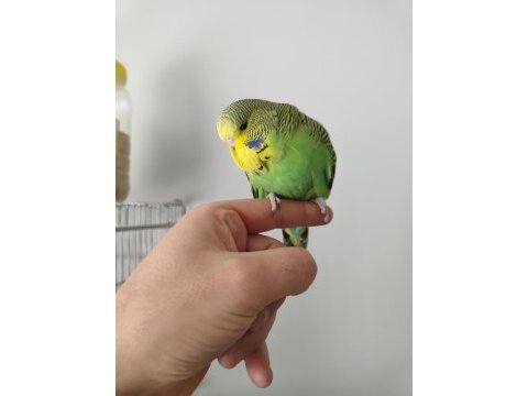 Show jumbo muhabbet kuşu yavrular 50 günlük