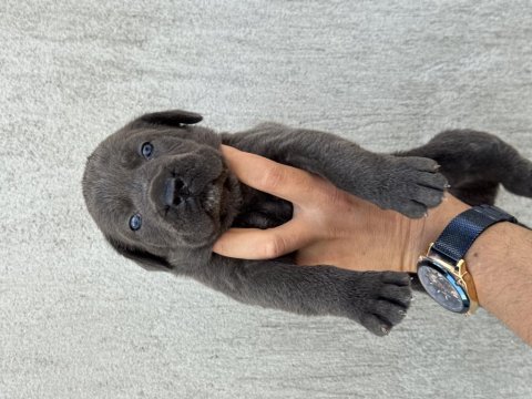 Dev blue cane corso bebekler