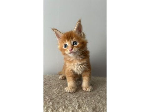 Sağlık ve ırk garantili minik maine coon devler