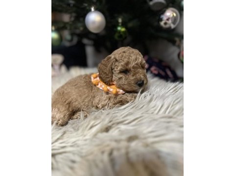 40 günlük toy poodle yavruları