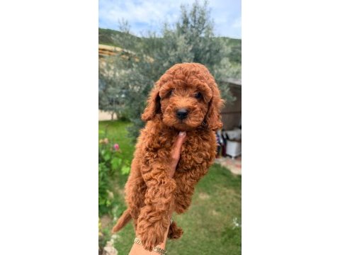 Poodle bebekler