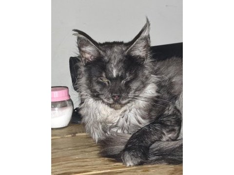 Xxxl maine coon şecereli
