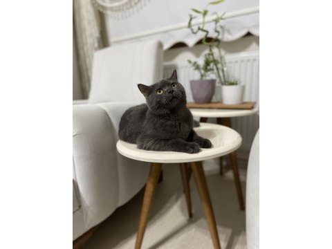 British shorthair kedimiz gümüş