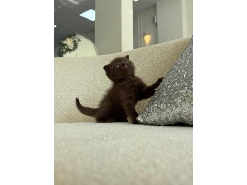 Chocolate scottish fold yavrumuz