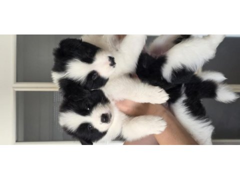 Çok özel border collie yavrular